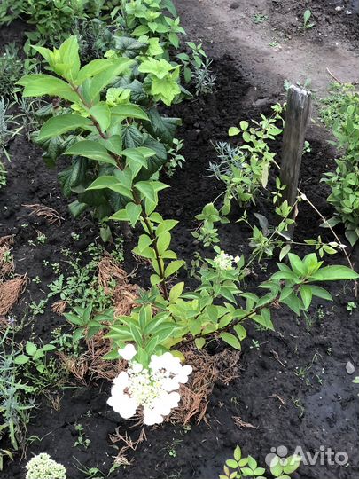 Гортензия метельчатая