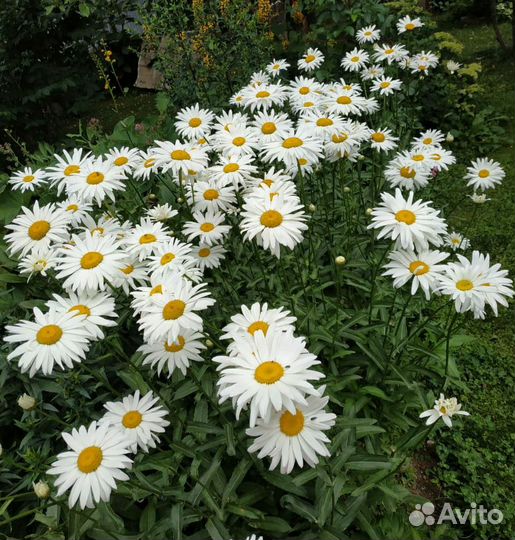 Ромашка крупная