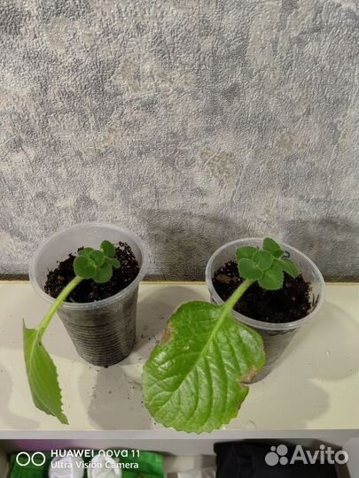 Мята лимонная