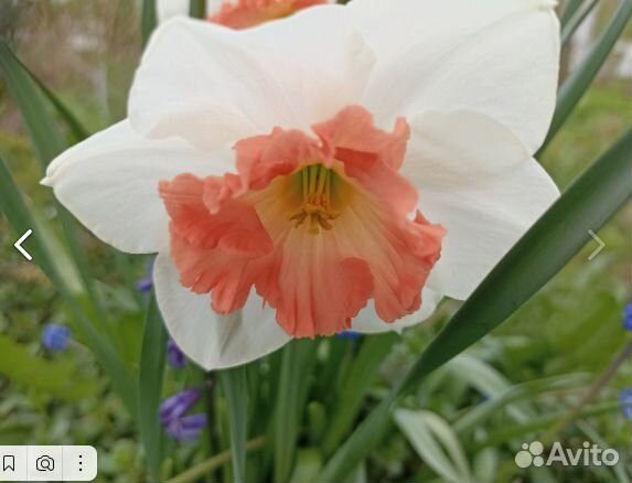 Продаются цветы (садовые, весенние)