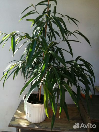 Фикусы Али, Комнатные растения