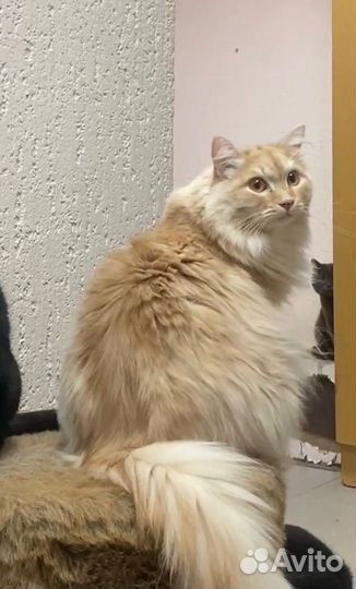 Возьмите котика из приюта