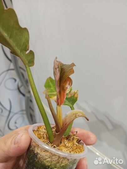 Филодендрон карамель марбл вар