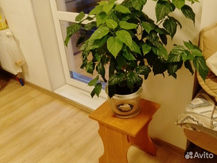 Китайская роза