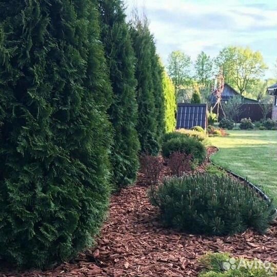 Мульча кора лиственницы