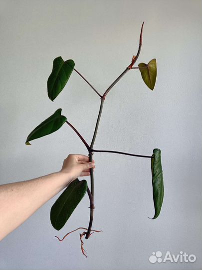 Филодендрон краснеющий