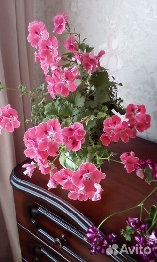 Королевская пеларгония