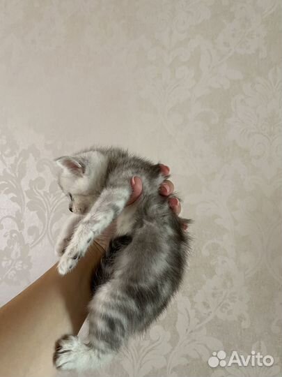 Кошки шотландцы
