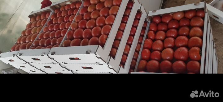 Рассада томатов