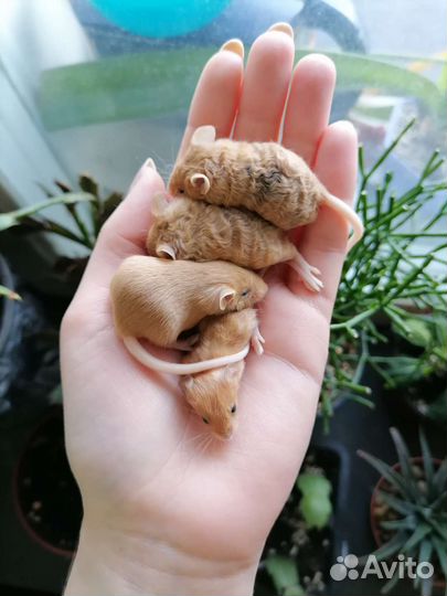 Декоротивные мыши сплешед