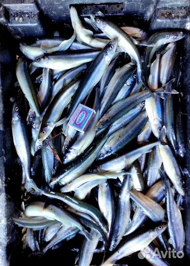 Свежая рыба корюшка