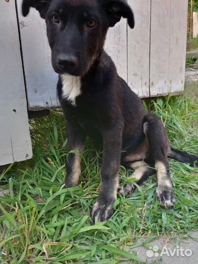 Щенок в добрые руки бесплатно