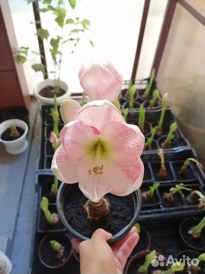 Гиппиаструм