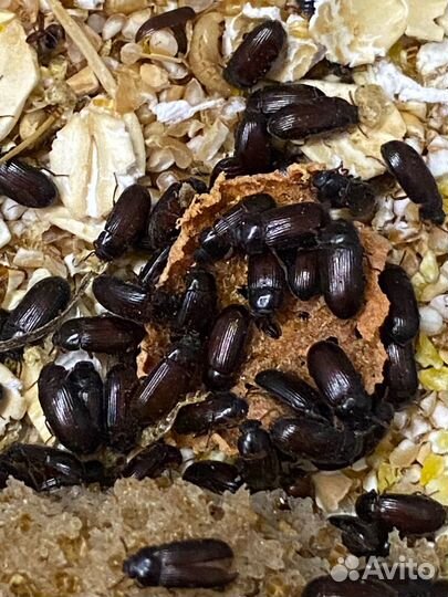 Жук - знахарь. Корм для муравьёв, рыб, рептилий