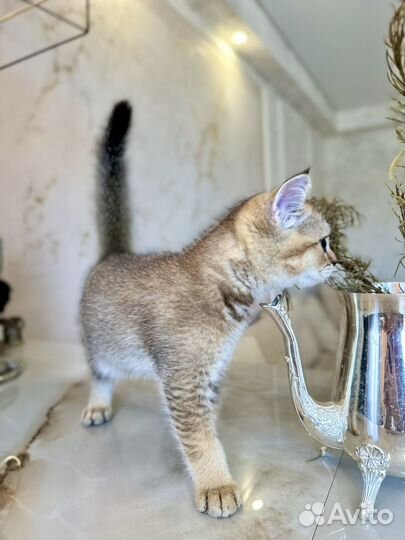 Шотланский котенок