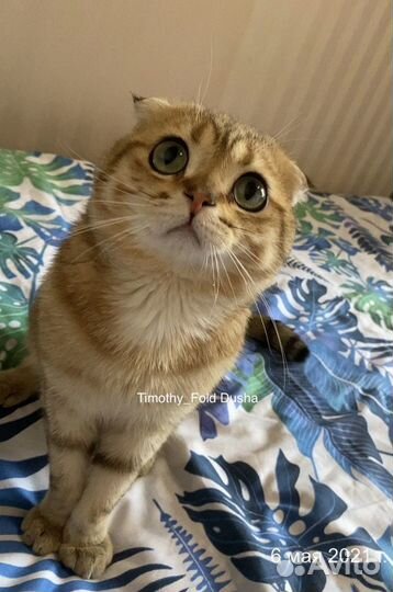 Кот шотландец вязка