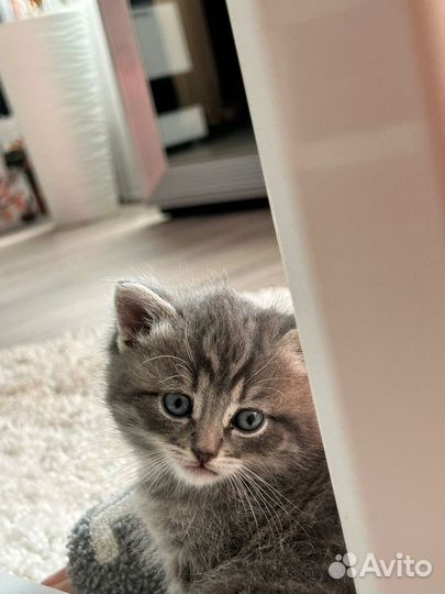 Шотландские котята