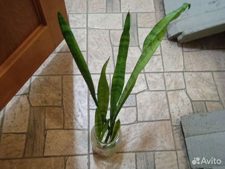 Сансевиерия