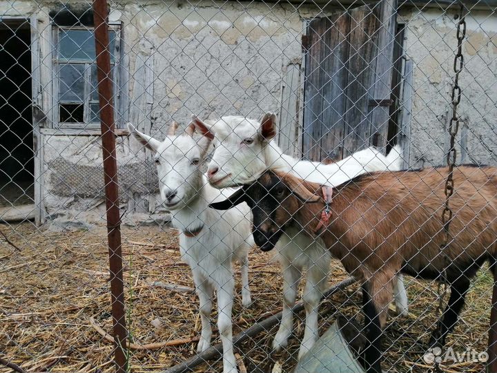 Альпийские козы