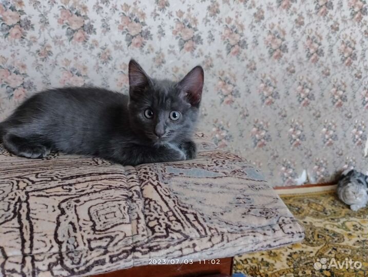 Чёрный котик 2 месяца