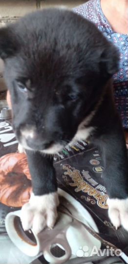 Щенки алабая