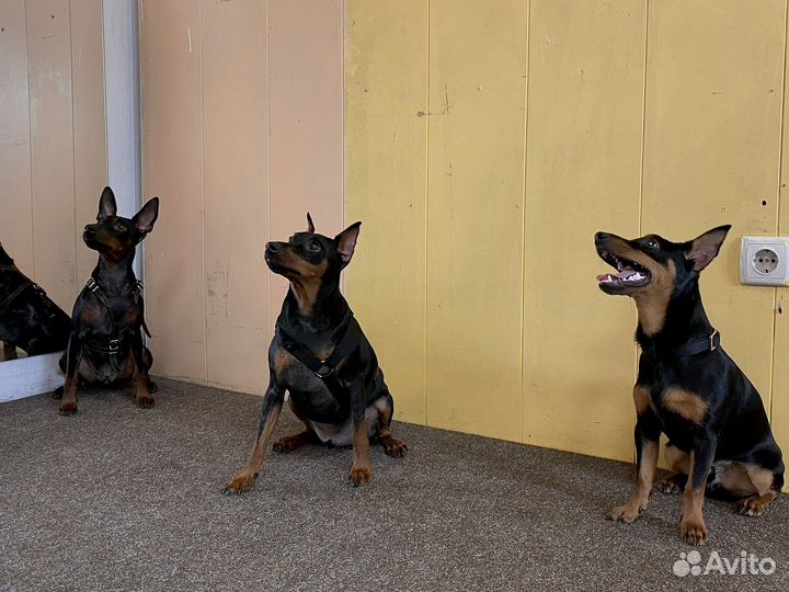 Дрессировка собак Кинолог