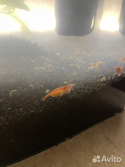 Креветки вишня