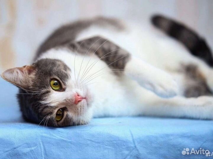 Кошки в добрые руки