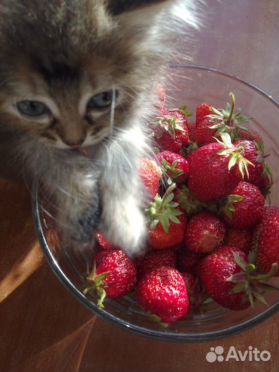 Котята., рыжий кот, темная девочка