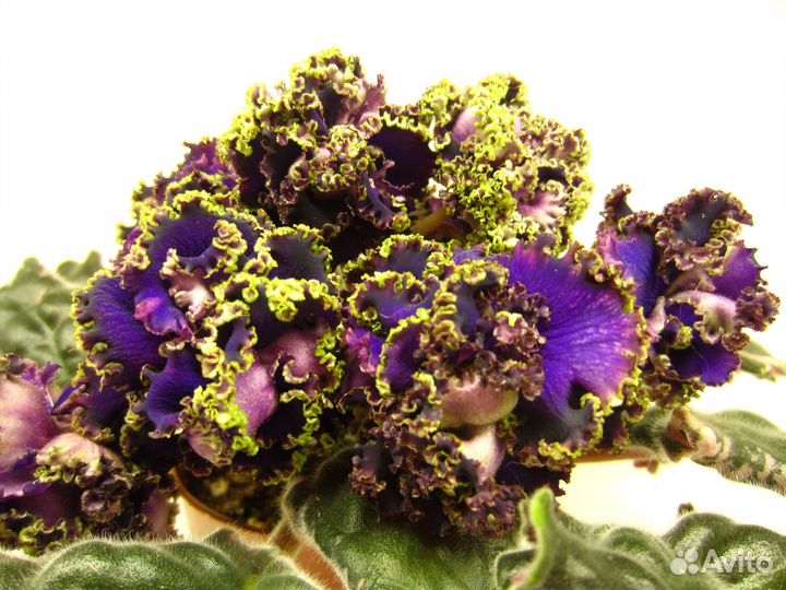 Фиалки сортовые (наборы)