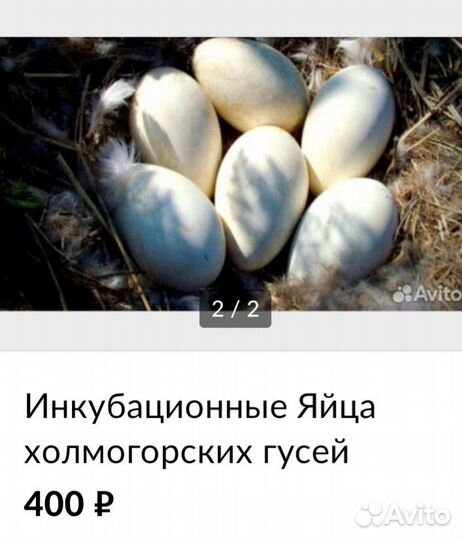 Гуси холмогоры