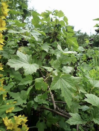 Участок 4 сот. (СНТ, ДНП)