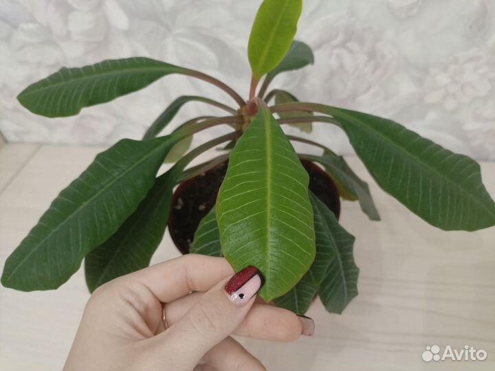 Молочай беложильчатый