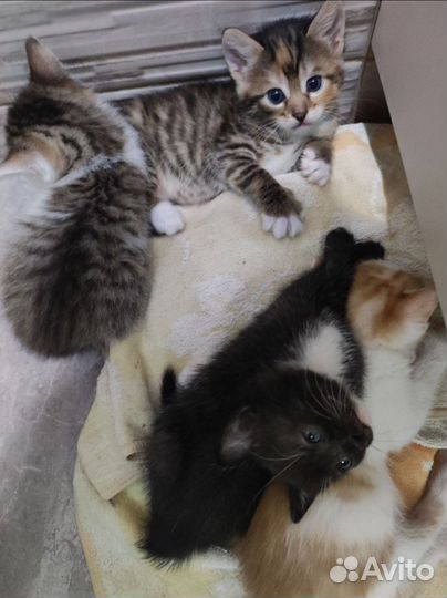 Котята в добрые руки бесплатно