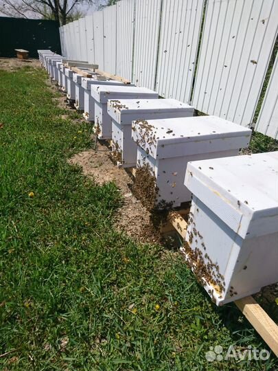 Пчелопакеты 2023г Дальневосточная порода