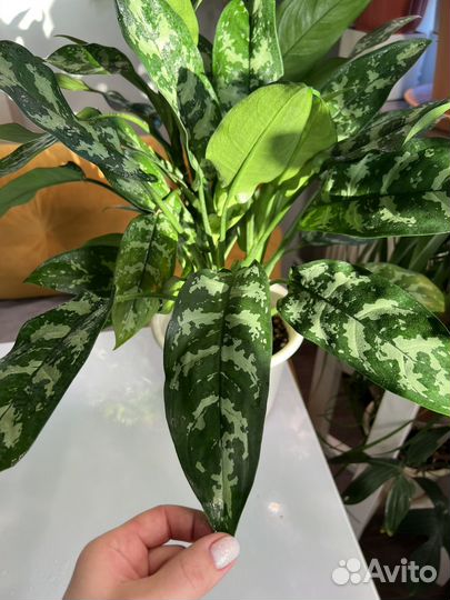 Аглаонема взрослое растение
