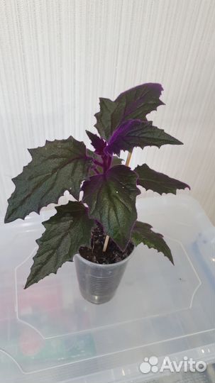 Комнатные цветы (традесканция, гинура, ледебурия)