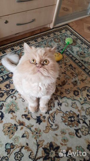 Передержка,зооняня