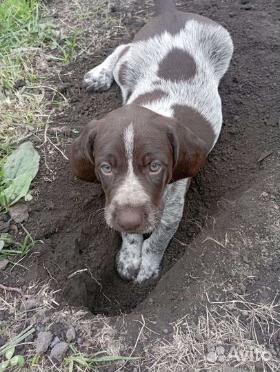 Щенки курцхаара