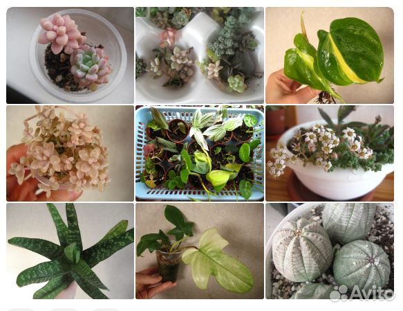 Обменяю суккуленты, ароидные на хойи. Более 200 ра