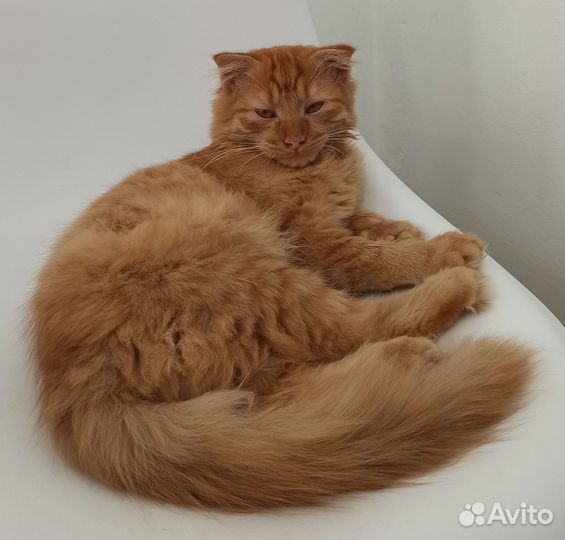Британская кошка в дар