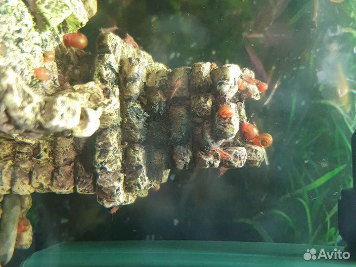 Два самца и самка зелёные данио