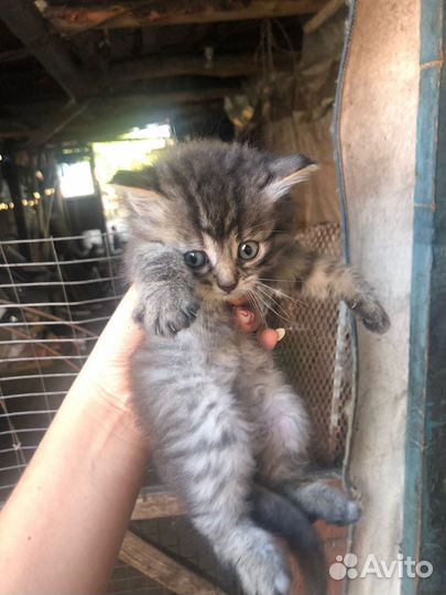 Котята в добрые руки бесплатно