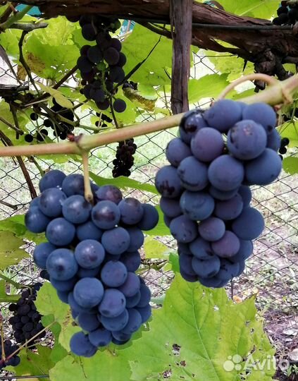 Виноград Кристалл