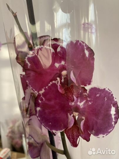 Орхидеи И экзотические цветы