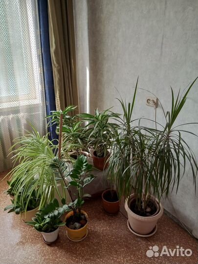 Продам цветы комнатные