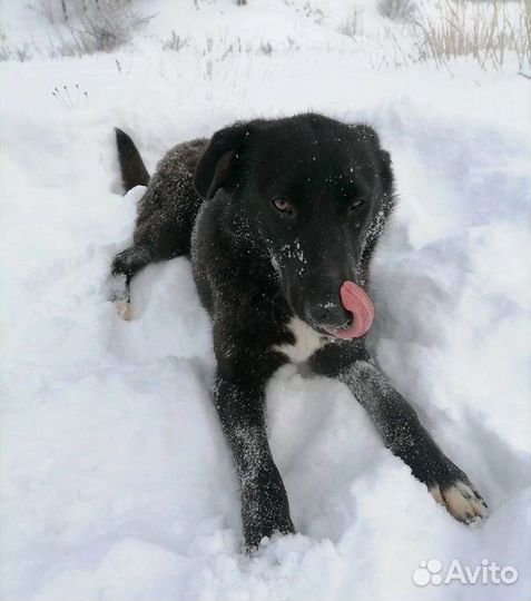 Собака Мирана