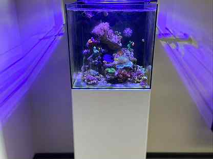 Морской аквариум 100 литров