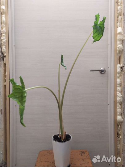 Алоказия разные виды