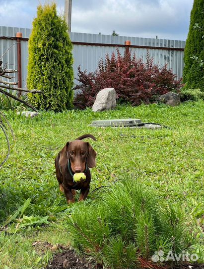 Вязка кобель такса стандартный гладкошерстный